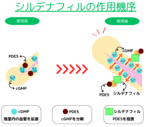 ED治療薬のメカニズム 